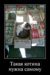 Демотиватор «Такая котина нужна самому»
