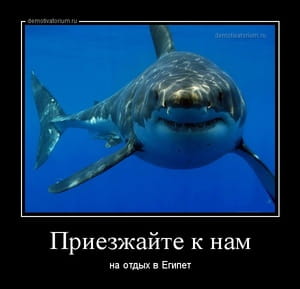 Демотиватор «Приезжайте к нам на отдых в Египет»