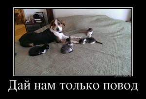 Дай нам только повод