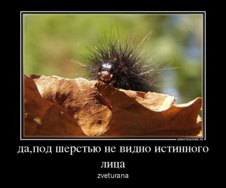 Картинки по запросу демотиваторы исполнение обязанностей